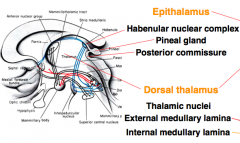 - Habenula - part of limbic pathway
- Pineal Gland - synthesizes serotonin and converts to melatonin
- Posterior Commissure - links pretectal and other nuclei of the two sides