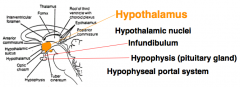 - Separated by hypothalamic sulcus
- Hypothalamic Nuclei (ORANGE)
- Infundibulum - stalk connecting the hypothalamus and pituitary gland
- Hypophysis - Pituitary gland
- Hypophyseal Portal System