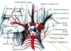 Branches from Circle of Willis:
- Anterior Communicating Artery
- Posterior Communicating Artery
- Anterior Cerebral Artery
- Posterior Cerebral Artery
- Internal Carotid Artery