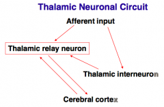 - Afferent input projects to Thalamic Relay Neuron directly or indirectly via Thalamic Interneuron
- Thalamus connected bidirectionally with the Cerebral Cortex via Thalamic Relay Neurons