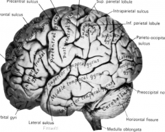 - Lateral Occipital gyrus
- Cuneus gyrus and Lingual gyrus
- Occipitotemporal gyrus