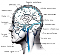 - Superior Sagittal Sinus
- Inferior Sagittal Sinus
- Straight Sinus
- Transverse Sinuses
- Sigmoid Sinuses
- Drain into Internal Jugular Veins
