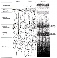 Myelinated axons (e.g., especially in visual cortex)