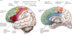 - Primary motor cortex: area 4 
- Premotor cortex: area 6
- Supplementary motor cortex 
- Frontal eye field
- Broca’s area
- Limbic orbitofrontal cortex 
- Prefrontal cortex