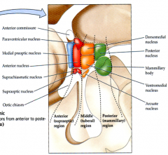 - Ventromedial Nucleus of the Middle (Tuberal) Region of the Medial Zone of the Hypothalamus
- Lesion causes hyperphagia (over-eating)
(ORANGE)