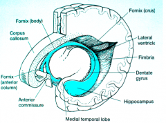 - Mammillary bodies of the Hypothalamus receive a large axonal projection from the Hippocampus
- Also contains axons that serve as inputs to the hippocampus from multiple brain regions