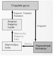 - Fornix connects Hippocampus to Mammillary Body
- Mammillothalamic Tract connects Mammillary Body to Anterior Thalamic Nuclei
- Superior Thalamic Radiation connects that to the Cingulate Gyrus
- Cingulum connects CG back to Hippocampus