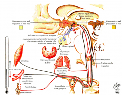 - Anterior and Posterior Hypothalamic Nuclei
- Anterior senses warmth and triggers heat dissipation (sweating, vascular dilation, increased respiration) and by activating PNS
- Inflam. cytokines and pyrogens act on anterior hypothalamus to alter body te