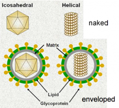 - Naked viruses
- Enveloped viruses (matrix protein lies under envelope)