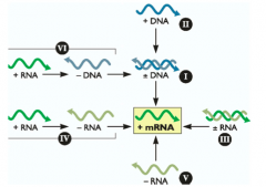 - Classifies viruses based on genome type (DNA/RNA and ss/ds and +/- sense)
- I: ± ds DNA
- II: + ss DNA
- III: ± ds RNA
- IV: + ss RNA --> - ss RNA
- V: - ss RNA
- VI: + ss RNA --> - ss DNA