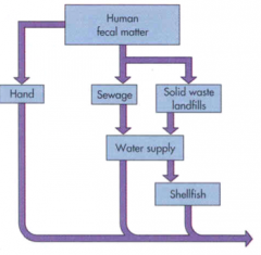 * Human fecal matter * 
- Via hands
- Via sewage --> water supply
- Via solid waste landfills --> water supply 
- Water supply directly or via shellfish
