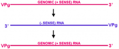 - +sense ssRNA (can't be a template for making + mRNA
- Copied to make a -sense ssRNA (acts as template to make more +sense RNA which can be translated into protein)
- Temporarily forms dsRNA which indicates there is an invader (dsRNA is not found norma