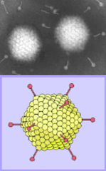 - dsDNA
- Icosahedral capsid with penton spikes
- Not enveloped