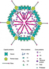 Adenovirus particle is much more complicated