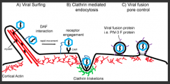 - Viral surfing (DAF interaction)
- Clathrin mediated endocytosis of naked viruses
- Viral fusion pore control (some envelopes of virus fuse with membrane)
