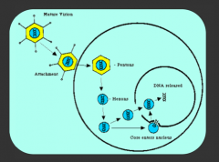 1. Loses penton spikes
2. Loses penton / envelope
3. Enters Nucleus  and DNA is released