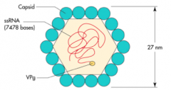 - + strand RNA virus
- Picornavirus
- Icosahedral