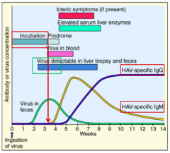 - Incubation for ~30 days
- Virus shed in feces after ~ 2 weeks
- Virus detectable in liver biopsy and feces after ~ 2.5 weeks
- Virus in blood after ~ 3 weeks
- HAV-specific IgM antibodies after ~ 4 weeks (decline around 6-7 weeks post-ingestion)
- 
