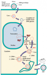 - Partly dsDNA (circular)
- Hepadnavirus (genotypes A-H)
- Enveloped (receptor is Sodium/Bile Acid Cotransporter NTCB)