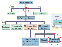 - 50% reach resolution
- Some are asymptomatic carriers
- Some get chronic persistent hepatitis (may cause extrahepatic disease, polyarteritis nodosum, glomerulonephritis)
- Some get chronic active hepatitis (may lead to cirrhosis, hepatic cell carcino