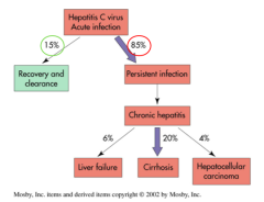 - 15% - recovery and clearance
- 85% - persistent infection that leads to chronic hepatitis
--> in 6% leads to liver failure, in 20% leads to cirrhosis, in 4% leads to hepatocellular carcinoma