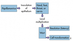 Papillomavirus --> 
inoculation of epithelium (hand, foot, throat, or cervix) --> 
local multiplication --> 
wart --> 
resolution (latency) or cell transformation