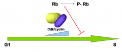 - Cyclin dependent kinases (CDKs)
- Move cell cycle ahead by phosphorylating key substrates