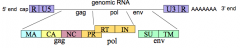 5' end cap
- R (repeat)
- U5 (unique to 5' end)
- gag gene: MA, CA, NC, PR*
- polymerase (pol) gene: RT, IN 
- envelope (env) gene: SU, TM
- U3 (unique to 3' end)
- R (repeat)
3' end poly-A tail

*PR is in pol reading frame in HIV