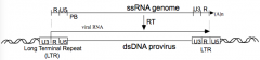 C - reverse transcription
- Conversion of ssRNA to dsDNA w/ RT
- Integrated DNA ("Provirus") is longer than the template RNA w/ U3 and U5 duplicated at ends to form Long Terminal Repeat (LTR)