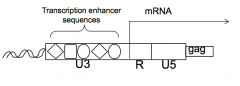 - 5' U3 contains binding sites for cellular transcription factors required for high level RNA synthesis
- U3 has signals recognized by the cell's transcription machinery, which directs transcription at beginning of R region