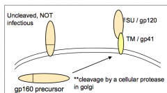 - Env gp160 precursor protein 
- Cleaved into gp120 and gp41 by cellular protease
- Cleavage must happen because gp160 cannot support membrane fusion (virus would be made but could not fuse w/ target cell)