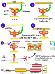 3/4: gp41 "fusion domains" are exposed, and fusion domain enters cell membrane