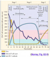 - Stage 1 - acute - Initial high amount of virus
- Decline during clinical latency through Stage 2 - asymptomatic
- Stage 3 - symptomatic/AIDS - amount of virus rises
(YELLOW)
