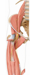 L2- L4


- innervates the psoas and illiacus


- travels through the inguinal ligament to innerate the anterior compartment of the thigh


- knee extension and hip flexion