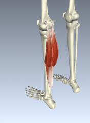 Gastrocnemius (medial and lateral heads)
