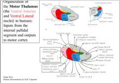 The VA is located at the front of the motor thalamus, with the VL region behind the VA, and with the VL having an oral part toward the front and a caudal part toward the back. 