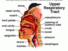 -Oral cavity
-Nasal cavity
-Pharynx
-Larynx