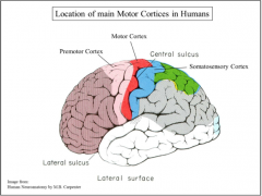The VA projects to area _, which is pre-motor cortex, and the VL projects to area _, which is motor cortex. The basal ganglia sends much of its output to _____-related cortex.  