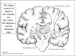 Cortex, thalamus, and the substantia nigra. 