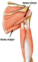 Nerve: Lower subscapular
Roots: C5-C6
Trunk: Upper trunk
Cord: Posterior cord
Action: Shoulder adduction and internal rotation
Test: Have the patient adduct the elevated shoulder. This muscle also contributes to internally rotating the humerus.

...