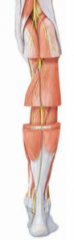 - travels along the back of the thigh


- splits above the knee and travels through the popiteal fossa


- innervates the back of leg; Plantar flexion


 