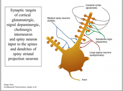 This illustration summarizes the inputs to striatal spiny neurons, and shows where on these neurons the dopaminergic and cortical inputs end. The cerebral cortex input ends on the tips of the spines of the spiny neurons. The cortical input uses __...