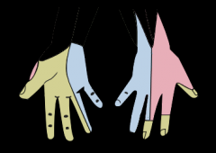 -Palmar branch of Median Nerve: cutaneous innervation to 1/2 thenar, 2 1/2 fingers on the palmar side + their tips on the dorsal side


Radial Nerve: 1/2 thenar, dorsal index + 1/2 middle


Ulnar Nerve: 2 1/2 on dorsal ulnar side, 1 1/2 on palmar ...