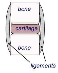 Two bones rest on a cushion of cartilage
Ligaments stop the bones moving too far


EG between vertebrae in the spine