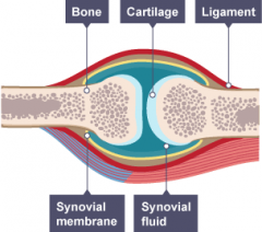 Synovial fluid lubricates the joint and all the moving parts are held together by ligaments.


EG the shoulder