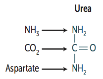 - NH3 (ammonia)
- CO2
- Aspartate (donates NH2)