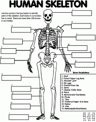 Name the parts of a skeleton