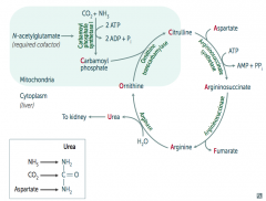 In mitochondria, Carbamoyl Phosphate Synhtetase I combines CO2 + NH3

Uses 2 ATP and requires N-acetylglutamate as a cofactor