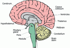 1. Cerebrum
2. Cerebellum
3. Diencephalon
4. Brain stem