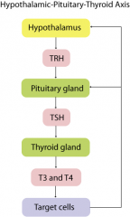 -Hypothalamus releases thyroid releasing hormone--> Pituitary
-Pituitary releases thyroid stimulating hormone --> thyroid
-Thyroid releases T3 and T4 and sends negative feedback to hypothalamus to stop release of thyroid releasing hormone and st...